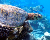 Hawksbill turtle, Dhuni Kolhu House Reef, Baa Atoll, Maldives. Image.