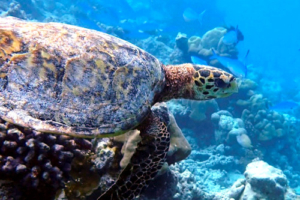 Tom Tom, hawksbill, adopted by Louise Pearce in loving memory of Thomas Hawksbill turtle, Dhuni Kolhu House Reef, Baa Atoll, Maldives. Image.