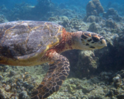 Adopted sea turtle in the Maldives. Image.