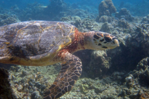 Nicole, adopted for Nicole. Adopted sea turtle in the Maldives. Image.