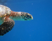 Adopted turtle in the Maldives. Image