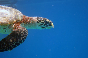 Cobba, hawksbill, adopted by Lindsey. Adopted turtle in the Maldives. Image