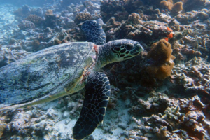 Shelly, adopted for Janine. Adopted turtle in the Maldives. Image
