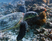 Adopted turtle in the Maldives. Image