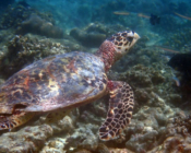 Hawksbill turtle swimming over reef,, Baa atoll, Maldives Image.