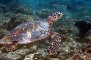 Greanut, hawksbill, adopted for Gerry Hawksbill turtle swimming over reef,, Baa atoll, Maldives Image.