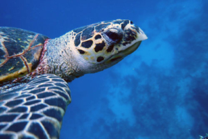 Effie, hawksbill, adopted by Effie. Adopted turtle in the Maldives. Image.