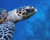 Adopted turtle in the Maldives. Image.