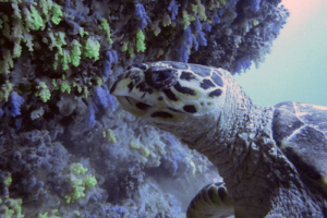 Mabelle, hawksbill, Isabelle & Maximilian. Adopted turtle in the Maldives. Image.