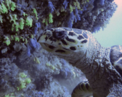 Adopted turtle in the Maldives. Image.