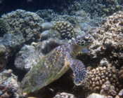 Hawksbill turtle, Baa atoll, Maldives. Image.