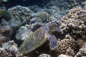 Poupie, hawksbill, adopted Hawksbill turtle, Baa atoll, Maldives. Image.
