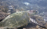 Bison, hawksbill, adopted for Mukesh Hawksbill turtle, Mwanyaza reef, Diani Beach, Kenya. Image.