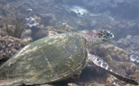 Bison, hawksbill, adopted for Mukesh Hawksbill turtle, Mwanyaza reef, Diani Beach, Kenya. Image.