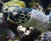 Hawksbill turtle, Gemana Faru, Raa Atoll, Maldives. Image.