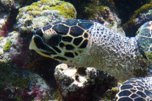 Lucy, hawksbill, adopted Hawksbill turtle, Gemana Faru, Raa Atoll, Maldives. Image.