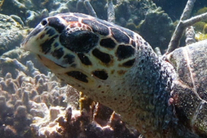 Nelivaru, hawksbill, adopted for Ruth Hawksbill turtle, Gemana Faru, Raa Atoll, Maldives. Image.