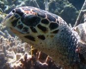 Hawksbill turtle, Gemana Faru, Raa Atoll, Maldives. Image.