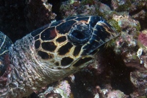 Little Hilda, hawksbill, adopted for Hilda Hawksbill turtle, Gemana Faru, Raa Atoll, Maldives. Image.