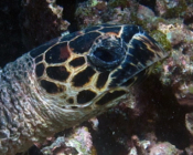 Hawksbill turtle, Gemana Faru, Raa Atoll, Maldives. Image.