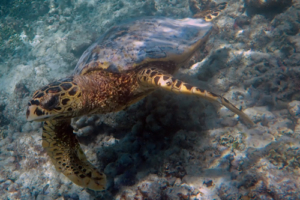 Karen Soneya, hawlsbill, adopted for Karen by Hannah Hawksbill turtle, Muravandhoo, Raa Atoll, Maldives. Image.