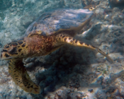 Hawksbill turtle, Muravandhoo, Raa Atoll, Maldives. Image.
