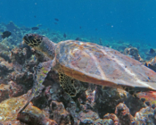 Hawksbill turtle, Gemana Faru, Raa Atoll, Maldives. Image.