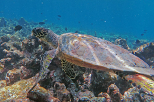 Harry, hawksbill, adopted for Romy by Barbara Tupfman Hawksbill turtle, Gemana Faru, Raa Atoll, Maldives. Image.