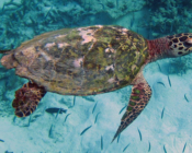Hawksbill turtle, Muravandhoo, Raa Atoll, Maldives. Image.