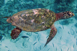 Stinky, hawksbill, adopted for Stinky. Hawksbill turtle, Muravandhoo, Raa Atoll, Maldives. Image.