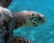 Hawksbill turtle, Muravandhoo, Raa Atoll, Maldives. Image.