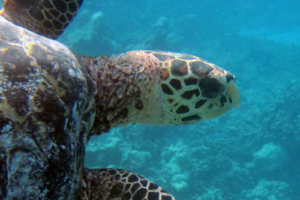 Martha, hawksbill, adopted for Danielle by Shirley Criswell. Hawksbill turtle, Muravandhoo, Raa Atoll, Maldives. Image.