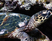 Hawksbill turtle, Gemana Faru, Raa Atoll, Maldives. Image.