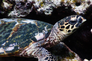 Gemini, hawksbill, adopted for Michelle by Lauren. Hawksbill turtle, Gemana Faru, Raa Atoll, Maldives. Image.