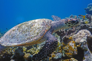 Lord Ivars, Hawksbill, adopted Hawksbill turtle swimming on Gemana Faru Reef, Raa Atoll, Maldives. Image.