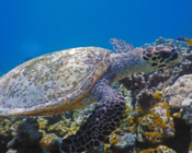 Hawksbill turtle swimming on Gemana Faru Reef, Raa Atoll, Maldives. Image.
