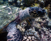 Hawksbill turtle, Gemana Faru, Raa Atoll, Maldives. Image.