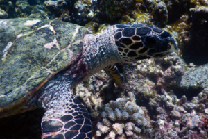 Squirtle, hawksbill, adopted for Gumley House School FCJ Hawksbill turtle, Gemana Faru, Raa Atoll, Maldives. Image.