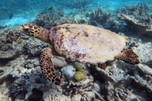 Sam, hawksbill, adopted for Sam by T P Forster Hawksbill turtle swimming on JOALI BEING_ housereef, Raa Atoll, Maldives. Image.