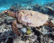 Hawksbill turtle swimming on JOALI BEING_ housereef, Raa Atoll, Maldives. Image.