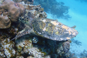 Peanut, hawksbill, adopted by Sarah A Ibrahim Hawksbill turtle, Gemana Faru, Raa Atoll, Maldives. Image.