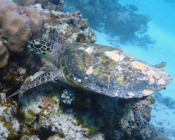Hawksbill turtle, Gemana Faru, Raa Atoll, Maldives. Image.