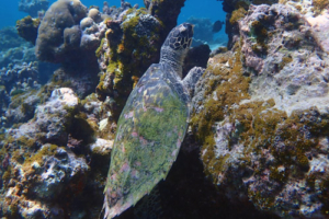 Bossy Boots, hawksbill, adopted for Seraphina by Caroline Hawksbill turtle on reef, Gemana Faru, Raa Atoll, Maldives. Image.