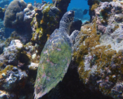 Hawksbill turtle on reef, Gemana Faru, Raa Atoll, Maldives. Image.
