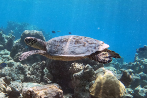 Raya Tanampai, hawksbill, adopted by Arunrat Hawksbill turtle, Gemana Faru, Raa Atoll, Maldives. Image.