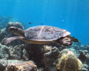Hawksbill turtle, Gemana Faru, Raa Atoll, Maldives. Image.