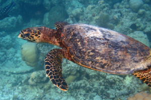 Karin, hawksbill, adopted for Birgit & Werner by Rainer Wieshoff Hawksbill turtle swimming, Joali Being House Reef, Raa Atoll, Maldives. Image.