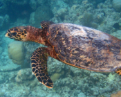Hawksbill turtle swimming, Joali Being House Reef, Raa Atoll, Maldives. Image.