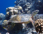 Hawksbill turtle, Joali Being house Reef, Raa Atoll, Maldives. Image.