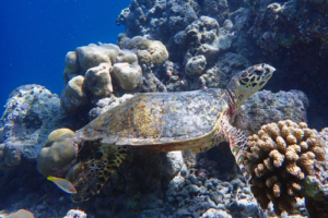 Emma, hawksbill, adopted for Emma by Robert Hawksbill turtle, Joali Being house Reef, Raa Atoll, Maldives. Image.